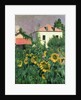 Sunflowers in the Garden at Petit Gennevilliers by Gustave Caillebotte