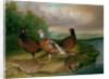 Pheasants by the River Wensum, Norfolk by James Blazeby