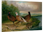 Pheasants by the River Wensum, Norfolk by James Blazeby