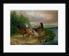 Pheasants by the River Wensum, Norfolk by James Blazeby