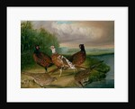 Pheasants by the River Wensum, Norfolk by James Blazeby