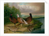 Pheasants by the River Wensum, Norfolk by James Blazeby