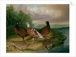 Pheasants by the River Wensum, Norfolk by James Blazeby
