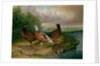 Pheasants by the River Wensum, Norfolk by James Blazeby