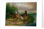 Pheasants by the River Wensum, Norfolk by James Blazeby