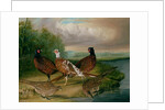 Pheasants by the River Wensum, Norfolk by James Blazeby