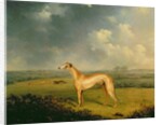Reverend Henry Bate Dudley's Greyhound 'The Miller', 1799 by Henry Bernard Chalon