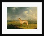 Reverend Henry Bate Dudley's Greyhound 'The Miller', 1799 by Henry Bernard Chalon