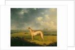 Reverend Henry Bate Dudley's Greyhound 'The Miller', 1799 by Henry Bernard Chalon