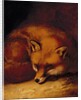 A Fox, 1817 by Abraham Cooper