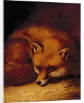A Fox, 1817 by Abraham Cooper