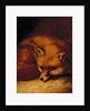 A Fox, 1817 by Abraham Cooper