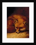 A Fox, 1817 by Abraham Cooper