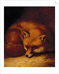 A Fox, 1817 by Abraham Cooper