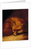 A Fox, 1817 by Abraham Cooper