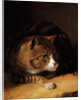 A Tabby Cat, 1817 by Abraham Cooper
