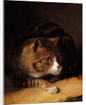 A Tabby Cat, 1817 by Abraham Cooper