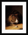 A Tabby Cat, 1817 by Abraham Cooper