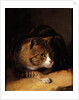 A Tabby Cat, 1817 by Abraham Cooper
