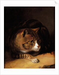 A Tabby Cat, 1817 by Abraham Cooper