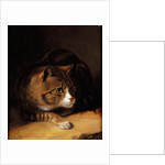 A Tabby Cat, 1817 by Abraham Cooper