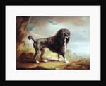 A Clipped Water Spaniel by John E. Ferneley