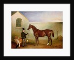 Mr Meakin holding Sir Robert Peel's Chestnut Hunter with his dogs 'Hector' and 'Jem', 1853 by John E. Ferneley