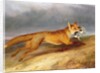 Fox making off with a Rabbit, 1841 by Charles Hancock