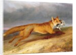 Fox making off with a Rabbit, 1841 by Charles Hancock