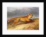 Fox making off with a Rabbit, 1841 by Charles Hancock