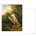 A Hobby Hawk and Prey shot at Buxton, 1812 by Robert Wilkinson Padley