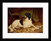 Minna, a favourite dog of James, Marquess of Dalhousie, 1857 by Gourlay Steel