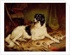 Minna, a favourite dog of James, Marquess of Dalhousie, 1857 by Gourlay Steel