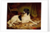Minna, a favourite dog of James, Marquess of Dalhousie, 1857 by Gourlay Steel