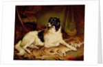 Minna, a favourite dog of James, Marquess of Dalhousie, 1857 by Gourlay Steel