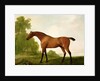 A Bay Thoroughbred in a Landscape, 1801 by George Stubbs