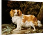 A Liver and White King Charles Spaniel in a Wooded Landscape, 1776 by George Stubbs
