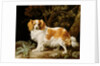 A Liver and White King Charles Spaniel in a Wooded Landscape, 1776 by George Stubbs