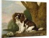 Fanny, a brown and white spaniel, 1778 by George Stubbs