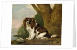 Fanny, a brown and white spaniel, 1778 by George Stubbs