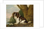 Fanny, a brown and white spaniel, 1778 by George Stubbs