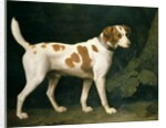Portrait of a Hound belonging to William Pitt, 1st Earl of Chatham, 1788 by George Stubbs
