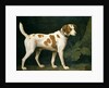 Portrait of a Hound belonging to William Pitt, 1st Earl of Chatham, 1788 by George Stubbs