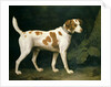 Portrait of a Hound belonging to William Pitt, 1st Earl of Chatham, 1788 by George Stubbs