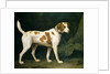 Portrait of a Hound belonging to William Pitt, 1st Earl of Chatham, 1788 by George Stubbs