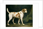 Portrait of a Hound belonging to William Pitt, 1st Earl of Chatham, 1788 by George Stubbs