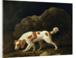 A Spaniel by George Stubbs