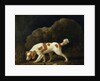 A Spaniel by George Stubbs