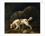 A Spaniel by George Stubbs