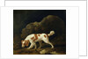 A Spaniel by George Stubbs